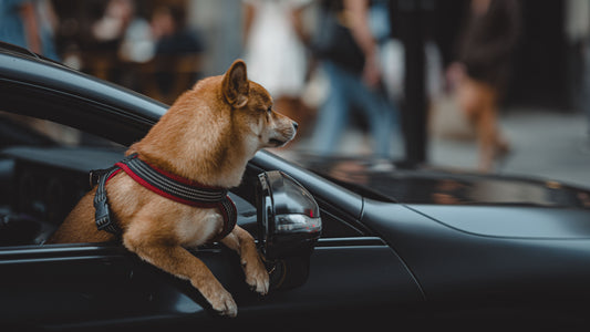 Chien en voiture : que dit la loi et comment l’attacher en sécurité ? | Ami Poilu