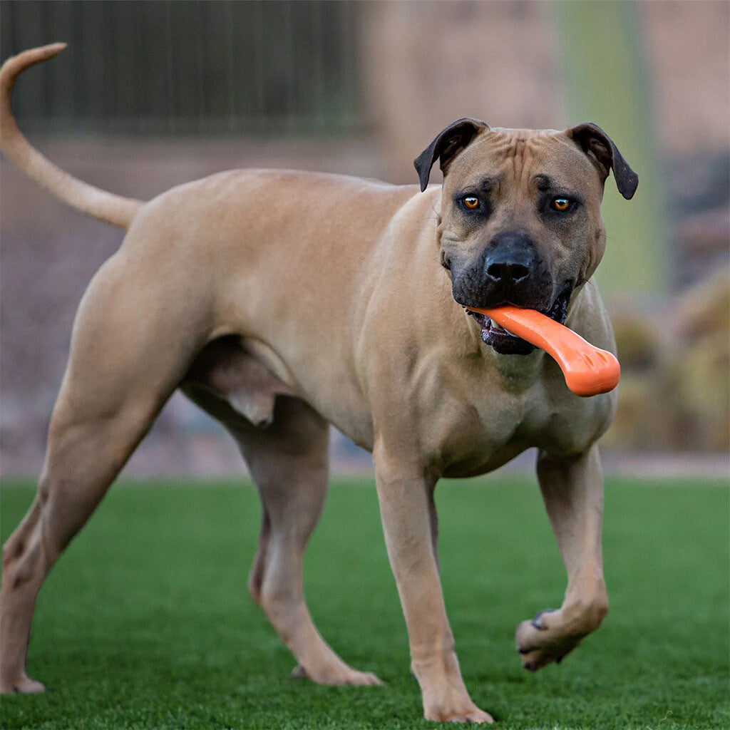Os Flexible & Ultra-Résistant Jolly Bone – Jolly Pets
