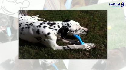 Os Flexible & Ultra-Résistant Jolly Bone – Jolly Pets