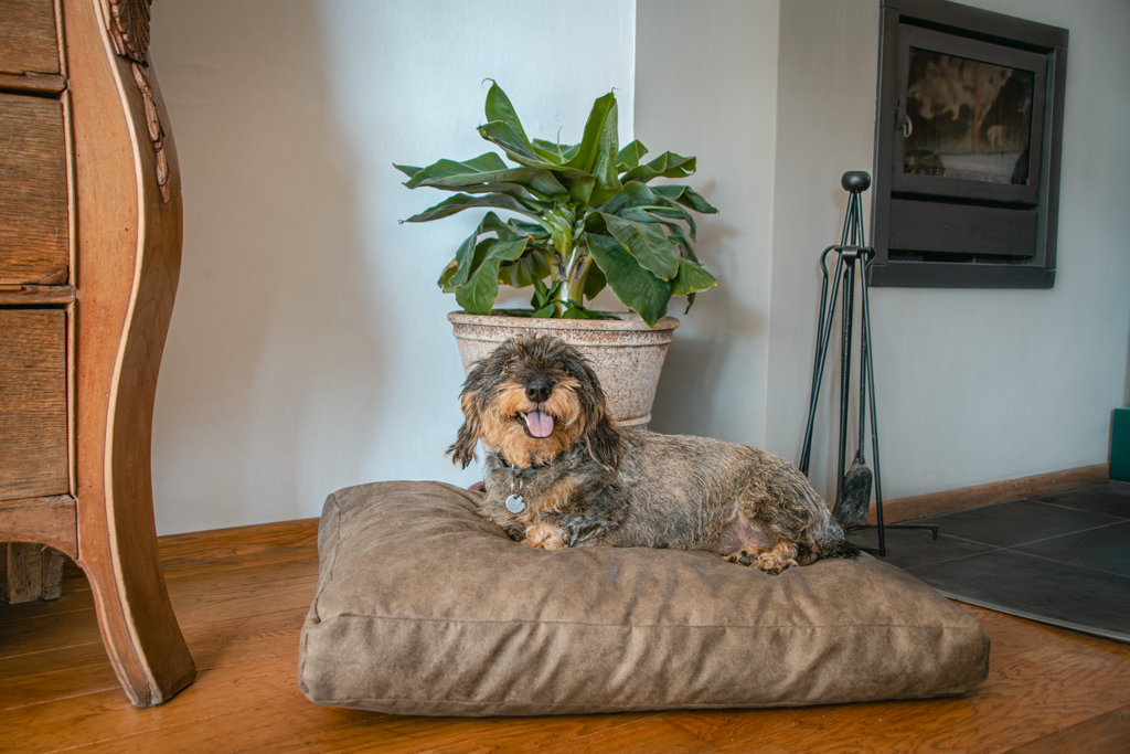 Coussin Grand Confort en Suédine Plush Pillow — Let's Sleep