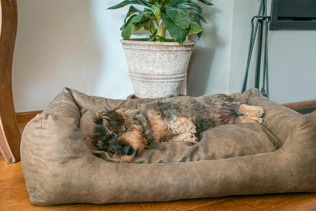 Panier pour Chien 2-en-1 en Suédine Sweet Dreams — Let's Sleep