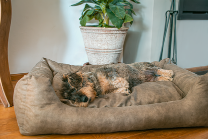 Panier pour Chien 2-en-1 en Suédine Sweet Dreams — Let's Sleep
