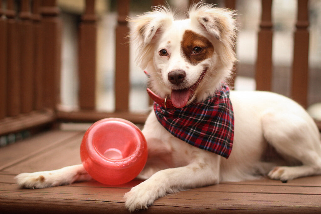 Jouet Interactif Distrib de Friandises - Outward Hound