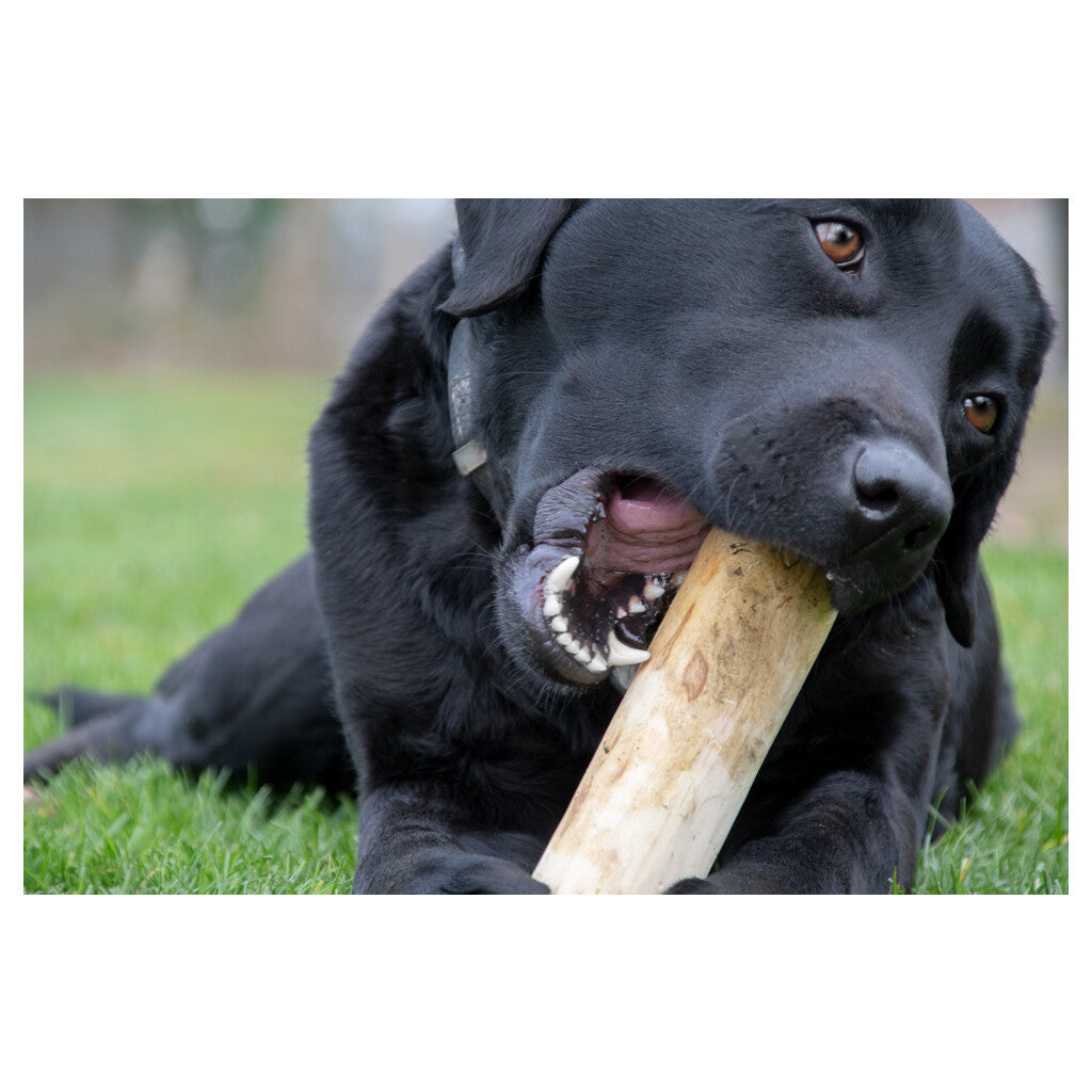 Pack Gourmand Moyens et Grands Chiens : 3 Barres de Fromage SwissCowers + Bâton Ruffwood